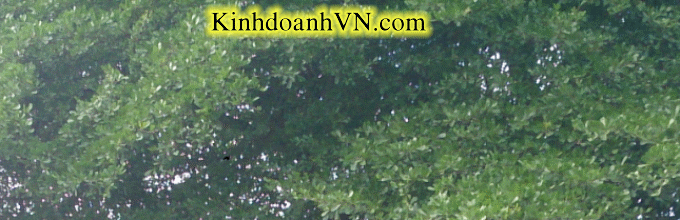 Dịch vụ chuyên nghiệp-KinhdoanhVN.com