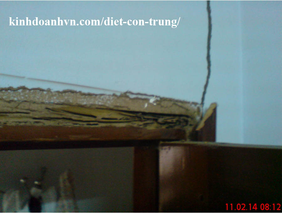 Diệt mối cho cửa gỗ Quận 12
