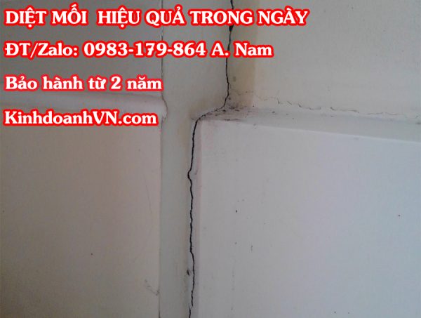 Mối xông tường