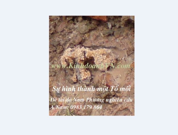 Tổ mối trong nhà