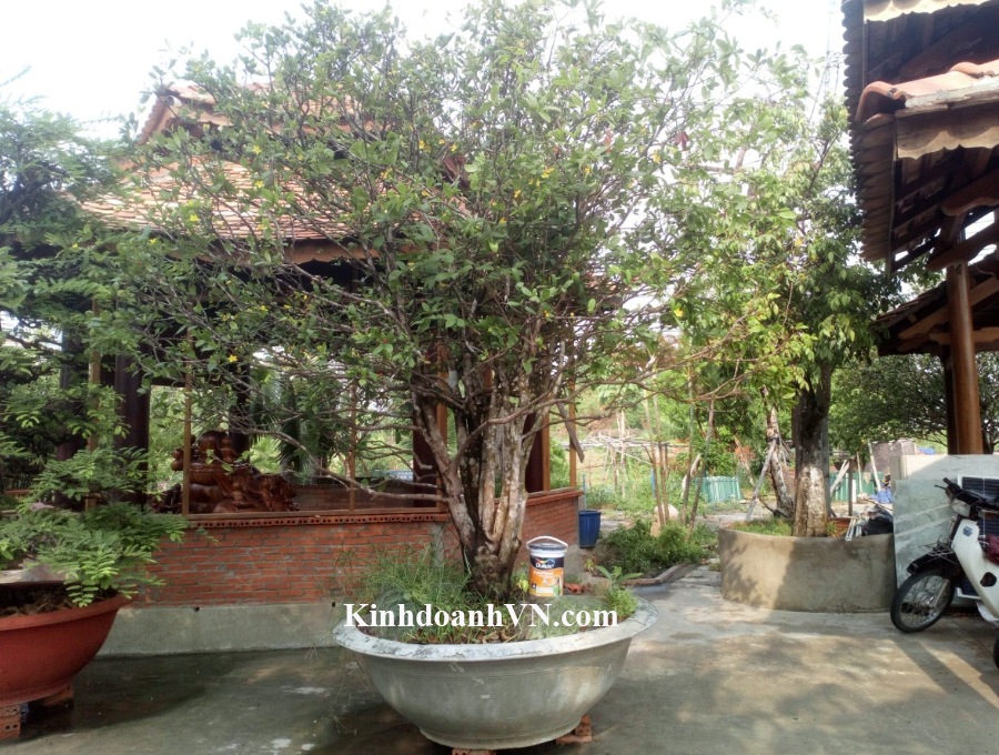 Dịch vụ chuyên nghiệp-KinhdoanhVN.com
