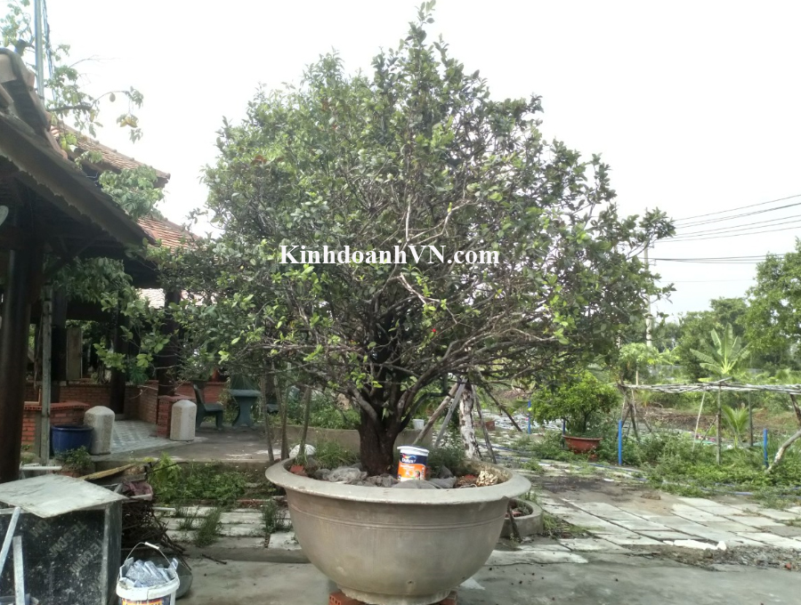 Dịch vụ chuyên nghiệp-KinhdoanhVN.com