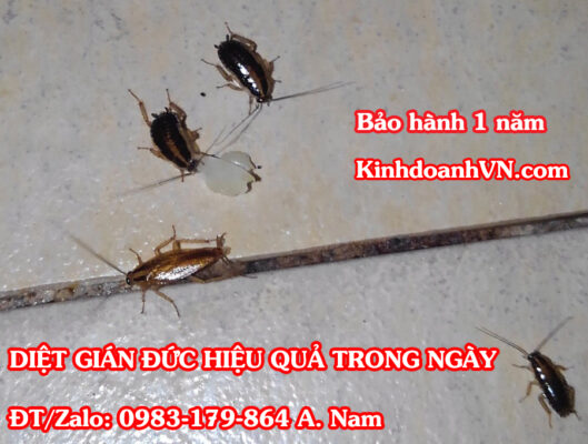 Loài gián Đức