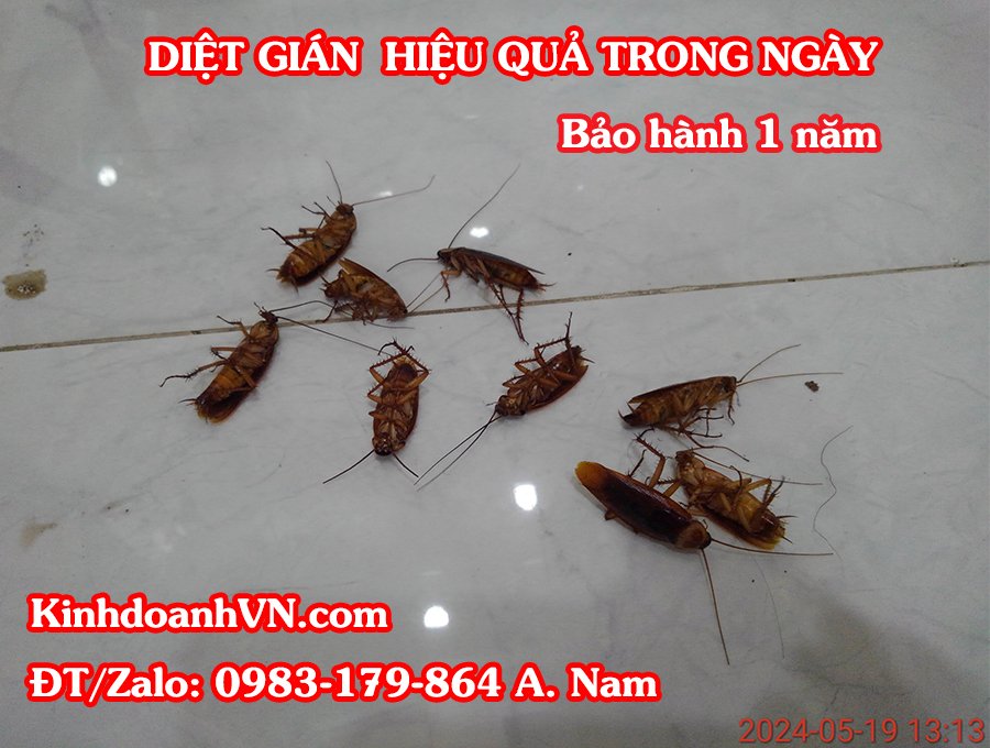 phun thuốc diệt gián quận 12
