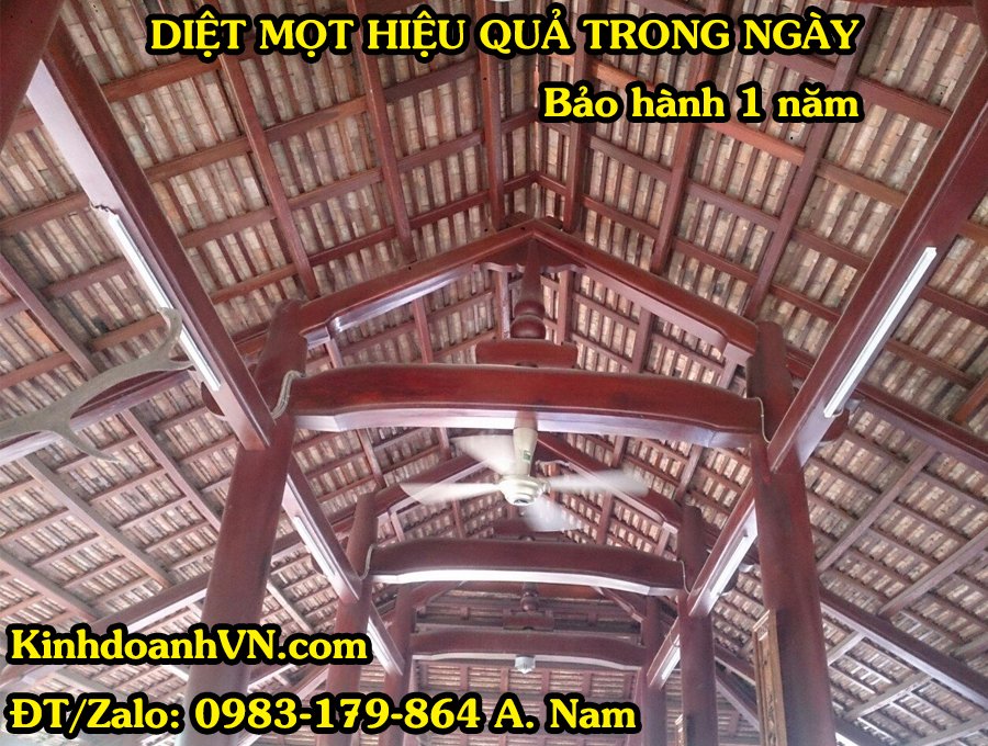 diệt mọt gỗ